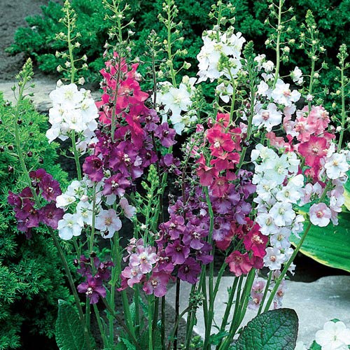 image Verbascum southern charm (1081)